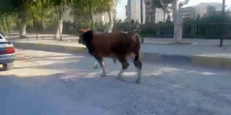Kaçak boğa ortalığı birbirine kattı