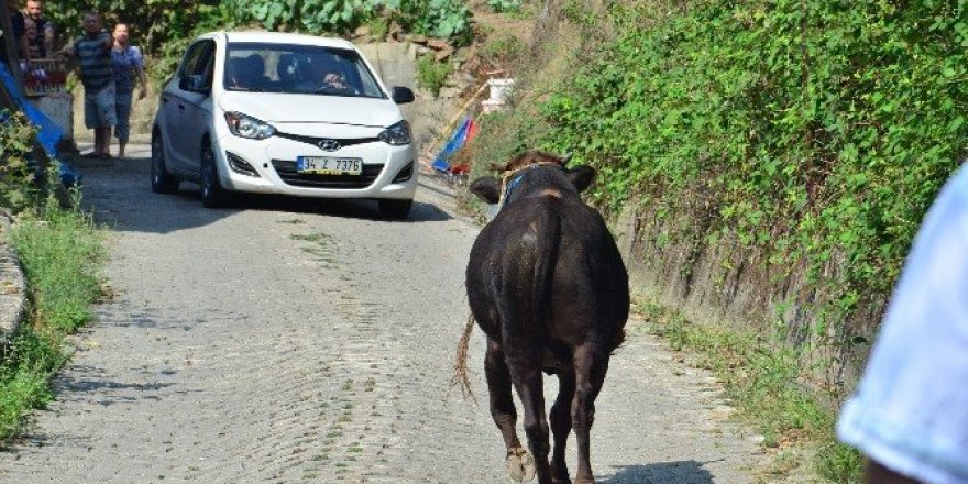 Kaçan boğa 6 saat sonra yakalanabildi