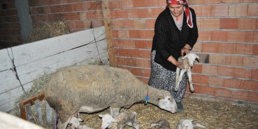 Beşiz doğuran koyun herkesi şaşkına çevirdi