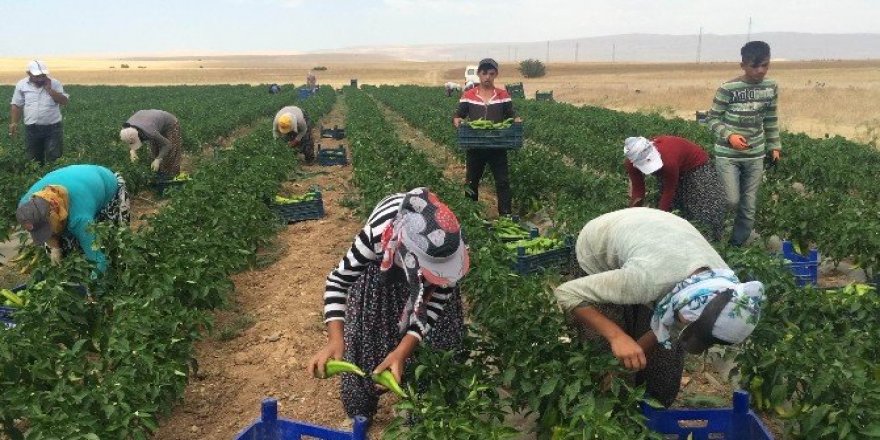 Çeyiz paralarını tarladan çıkarıyorlar