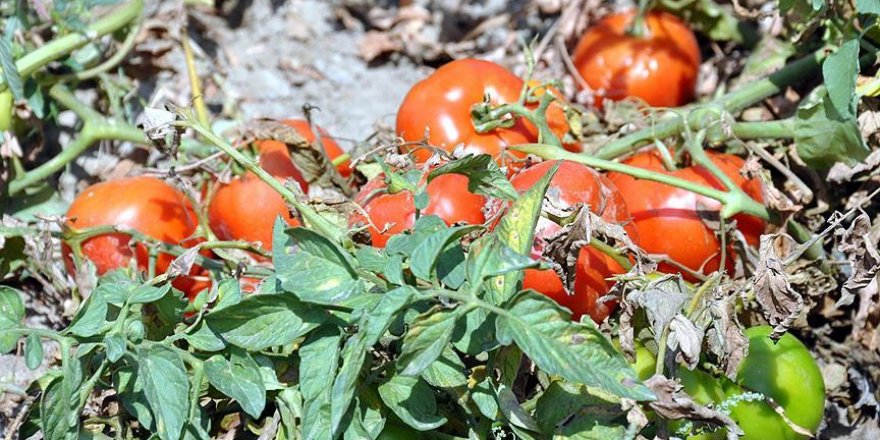 Fazla üretim domatese 'taban' yaptırdı