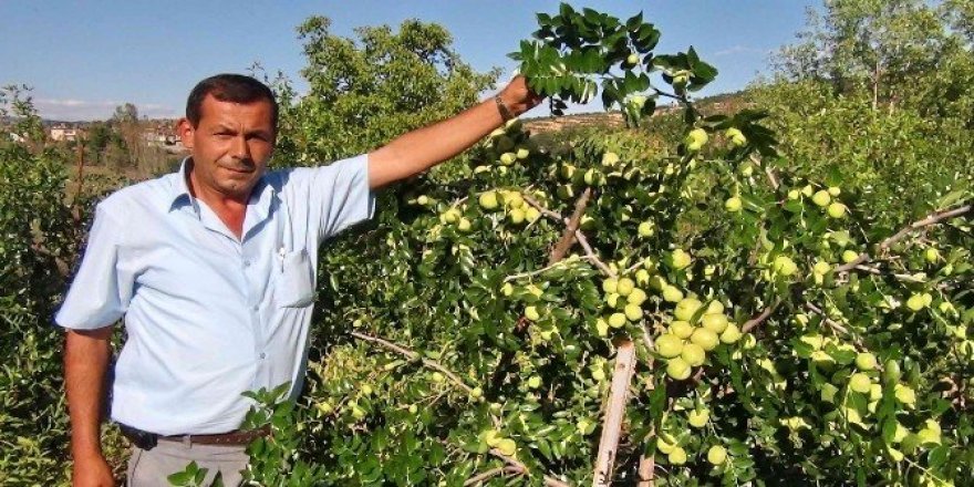 Hünnap, kiraz ve vişneye alternatif oldu