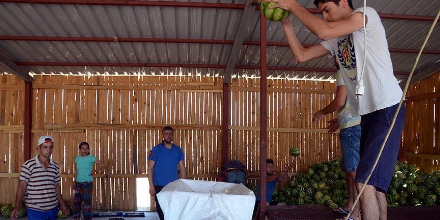 Kanser tedavisine destek için 'karpuz konsantresi'