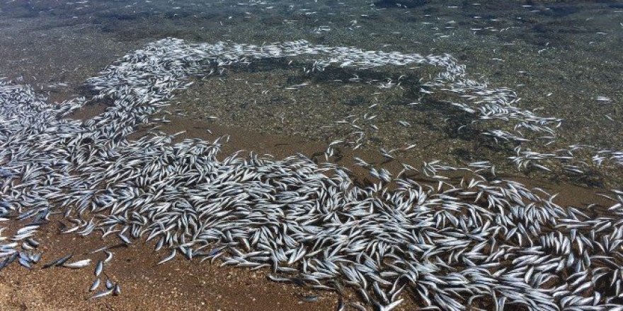 Bozcaada’da sahile vuran yüzlerce balık korkuttu