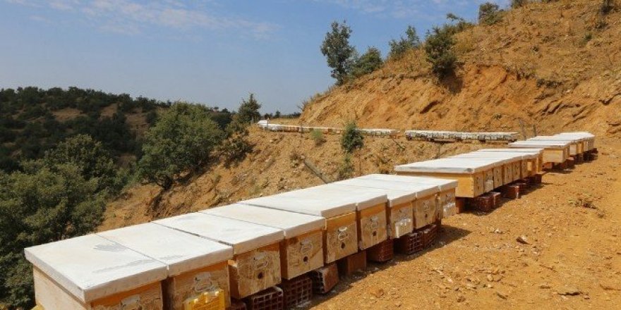 İzmir’e 10 bal ormanı