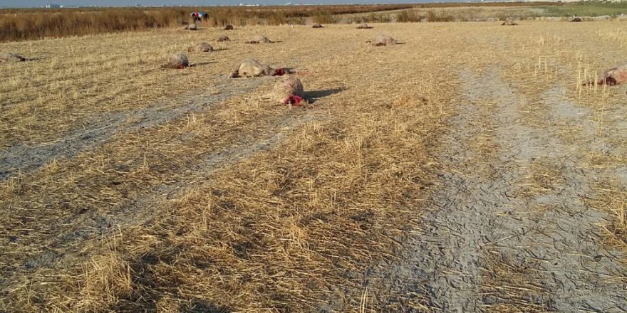 Konya'da 41 küçükbaş hayvan telef oldu