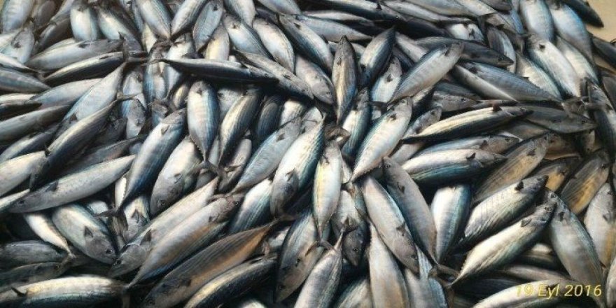 Karadeniz’de palamut bereketi