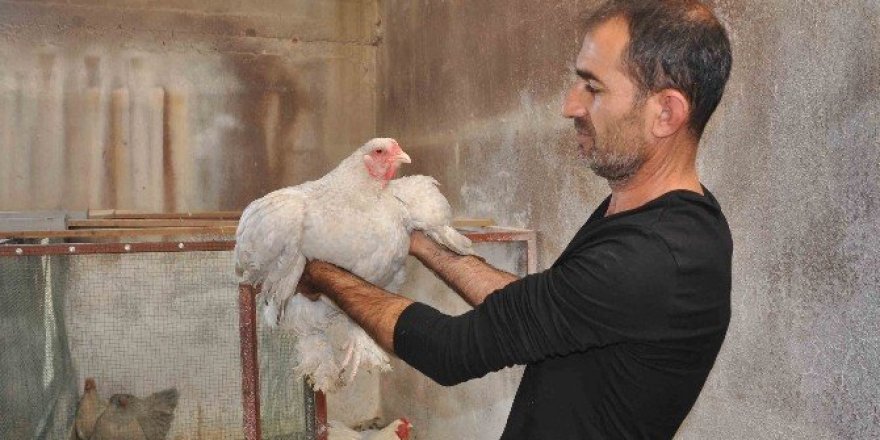 Hobi olarak ürettiği süs tavuklarını 2 bin TL’den satıyor