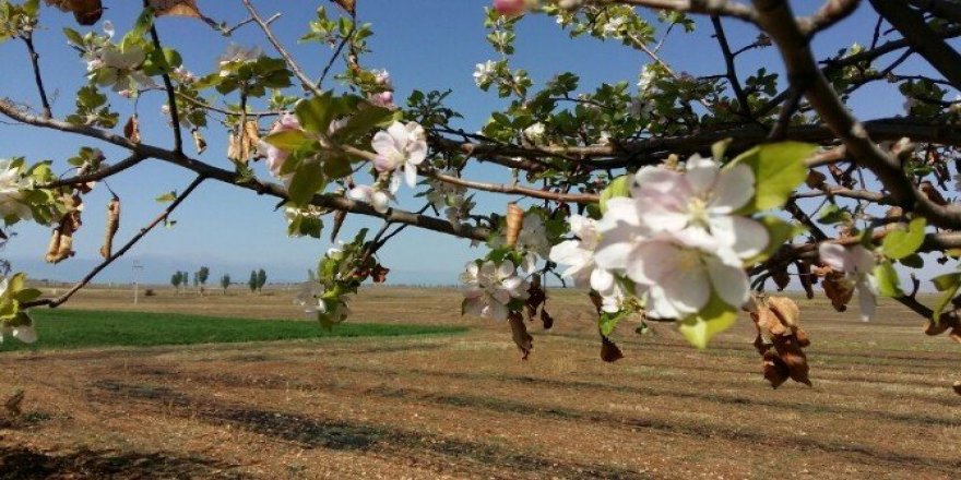 Sonbaharda çiçek açan elma ağacı şaşırttı