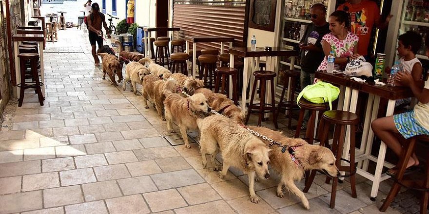 'Golden Çetesi' sosyal medyanın gözdesi oldu
