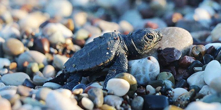 Son caretta caretta yuvasından çıkan yavrular denizle buluştu