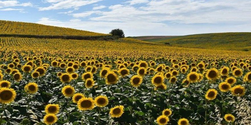 Ayçiçeği şampiyonu Tekirdağ