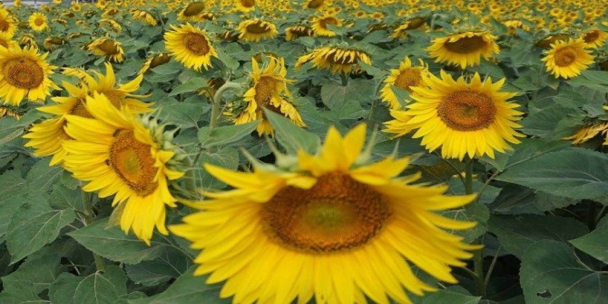 Kırklareli ayçiçeği üretiminde Türkiye 4’üncüsü
