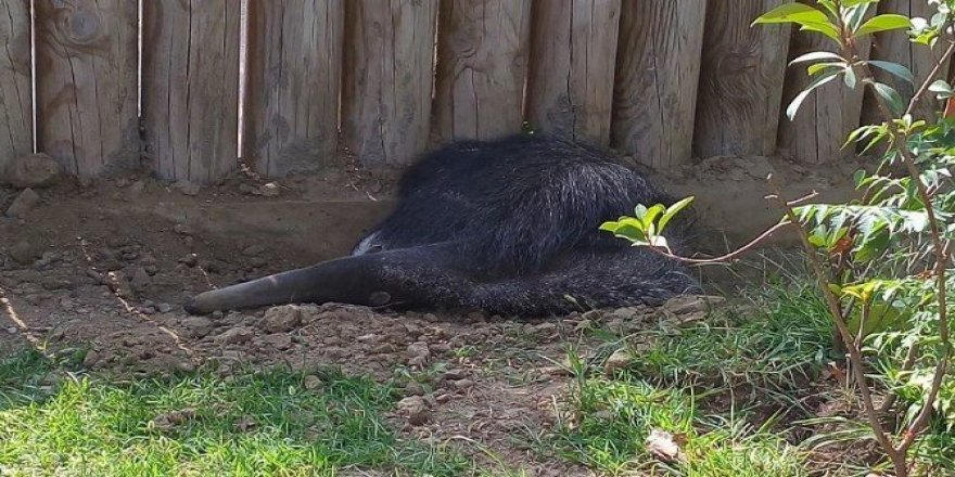 Hayvanat bahçesinin yeni üyesi "karıncayiyen"