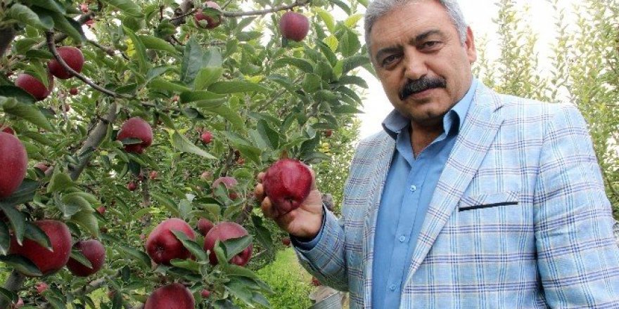 Karaman’da elma hasadı buruk başladı