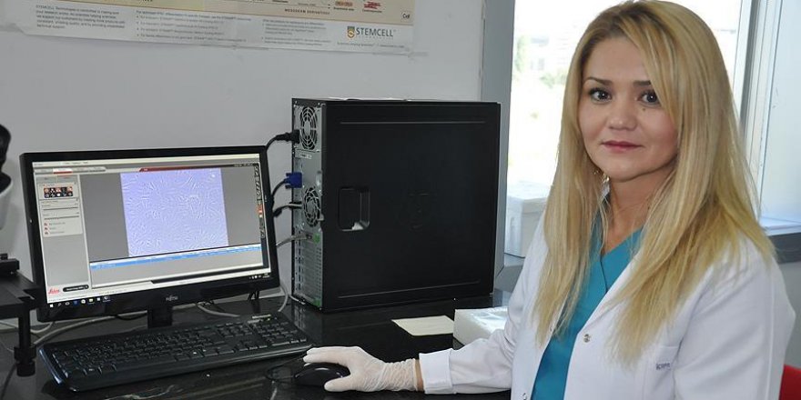 Sığırın kalp zarında kök hücre bulundu