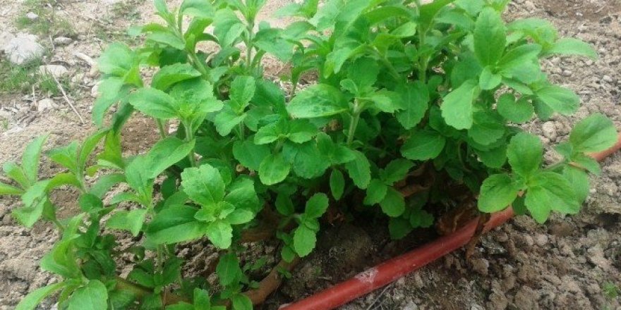 Çaykur’un yeni ürünü şeker otu fidanları Kuzey Ege’den