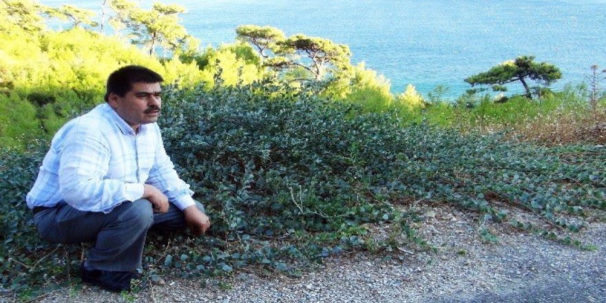 Doğadaki sağlık deposu bitki ‘Kapari’