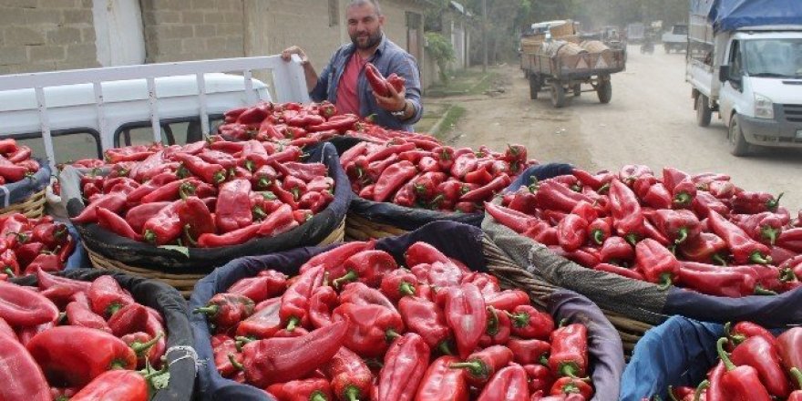 Acı ama gerçek!Kırmızı biber güldürdü