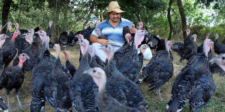 Şehir stresinden kaçıp "hindi çobanı" oldu