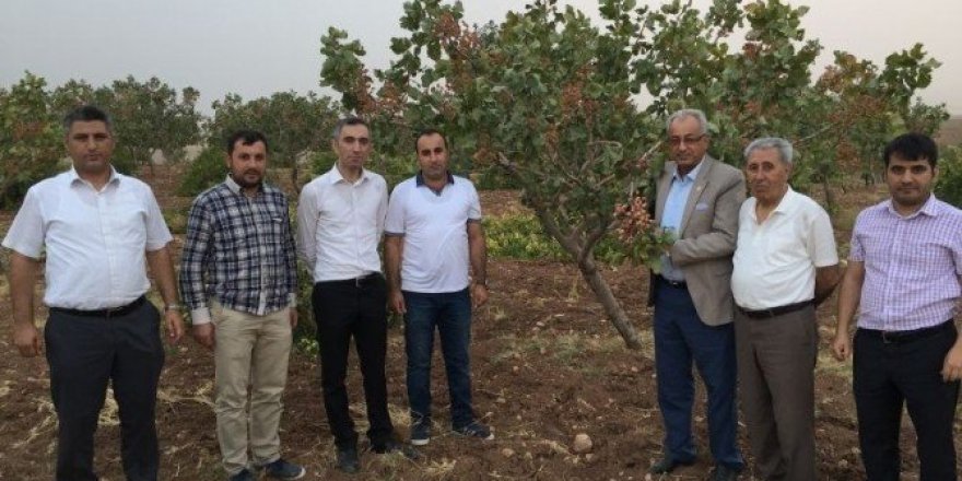 Kurtalan’da fıstık ve elma hasadı yapıldı