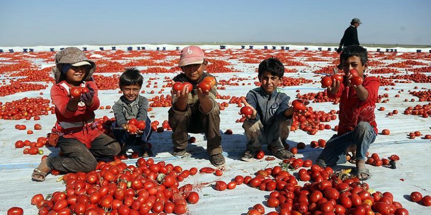 Kurutulan Türk domatesleri Avrupa mutfağında