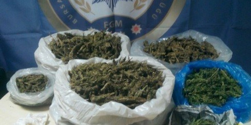 Bursa’da 7 kilo esrar ele geçirildi