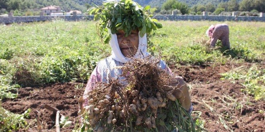 Türkiye’nin en lezzetli doğal fıstığı Marmaris’te yetişiyor