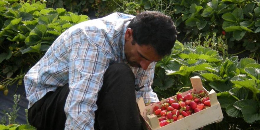 Seydişehir'de çilek üretimi