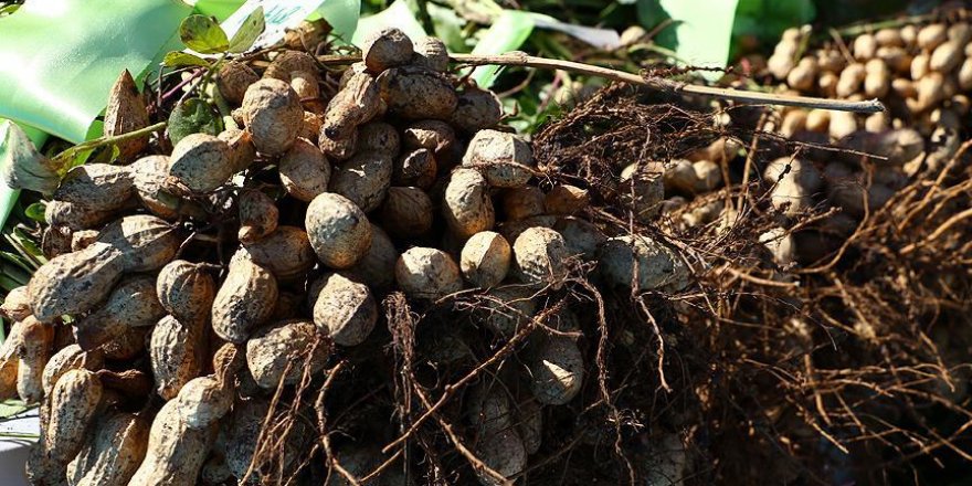 Alternatif yöntemle yetiştirilen yer fıstığında ilk hasat