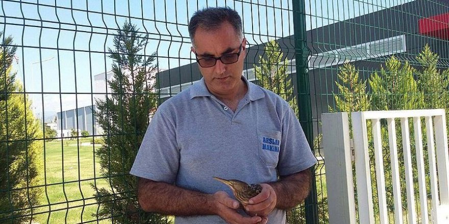 Hatay'da yaralı Hint gölet balıkçıl kuşu bulundu