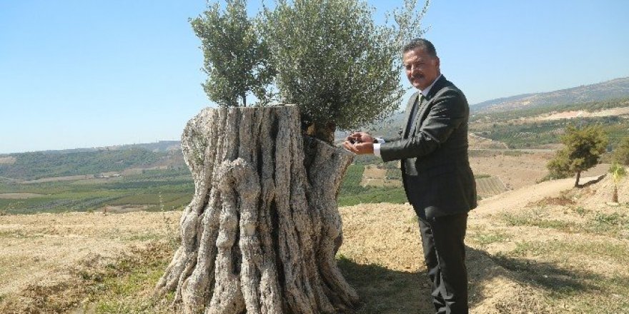 8 asırlık zeytin ağacı ilk meyvesini verdi