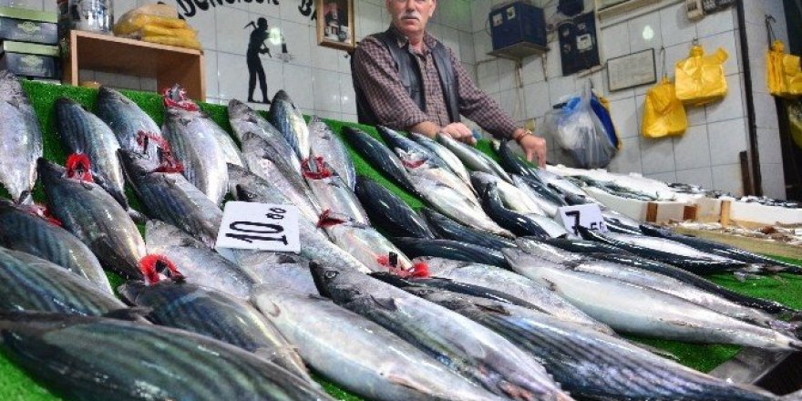 Balığın bol olması vatandaşların yüzünü güldürüyor