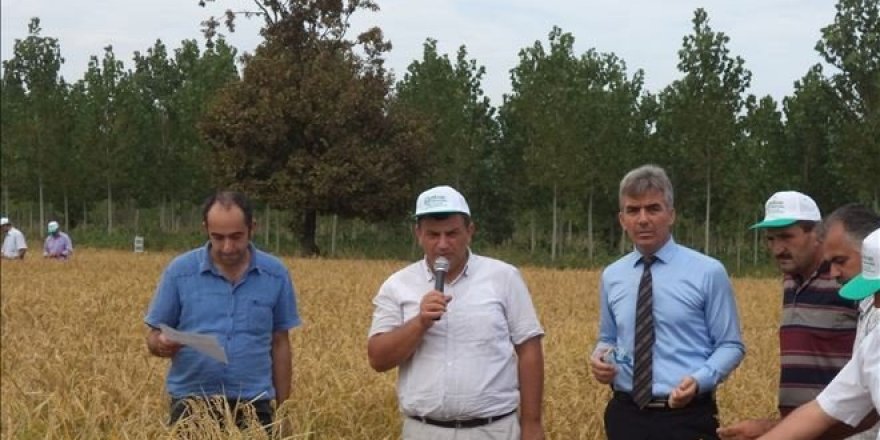 Terme’de ‘tarla günü’