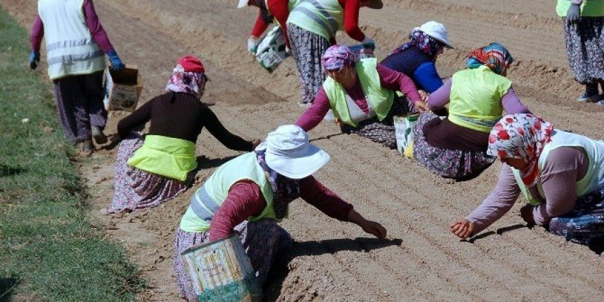 7 milyon fidan toprakla buluşuyor