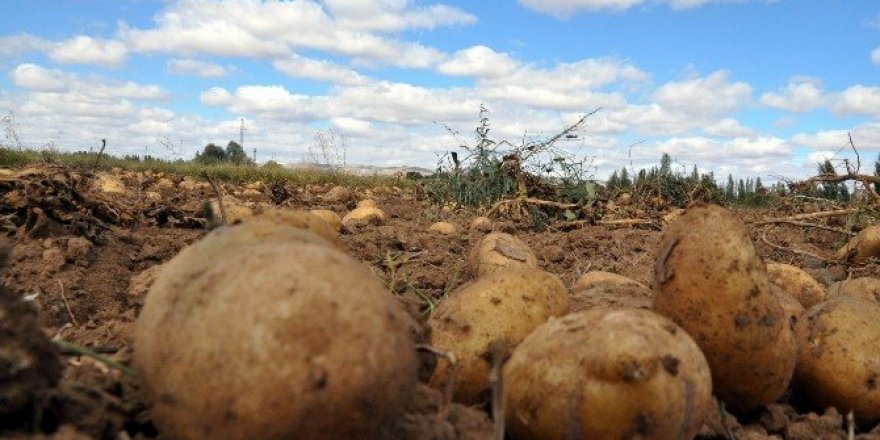 Sivas’ta patates hasadı başladı