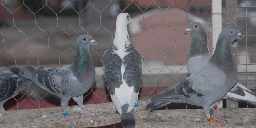 Teknoloji gelişti, posta güvercinleri unutuldu