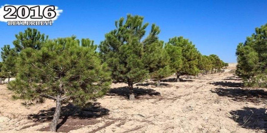 Şehitkamil’in fidanları ağaç oldu