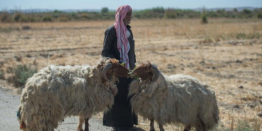 'Fırat Kalkanı Harekatı' Suriyeli çobanlara da nefes aldırdı