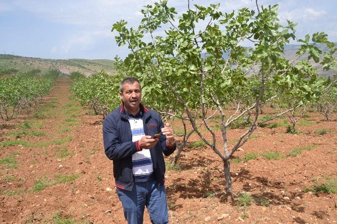 Fıstıkta budama çalışmaları başlatıldı