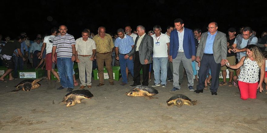 Tedavileri tamamlanan 'caretta caretta'lar deniz ile buluştu