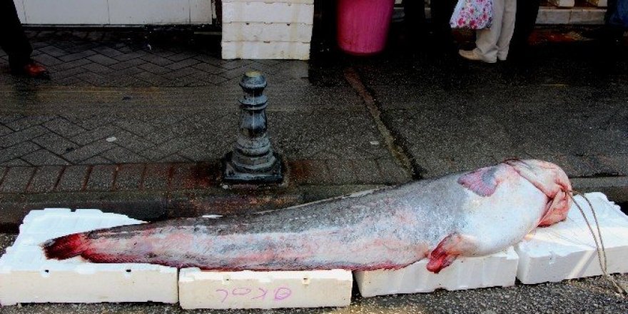 183 santim uzunluğunda ve 152 kiloluk dev yayın balığı