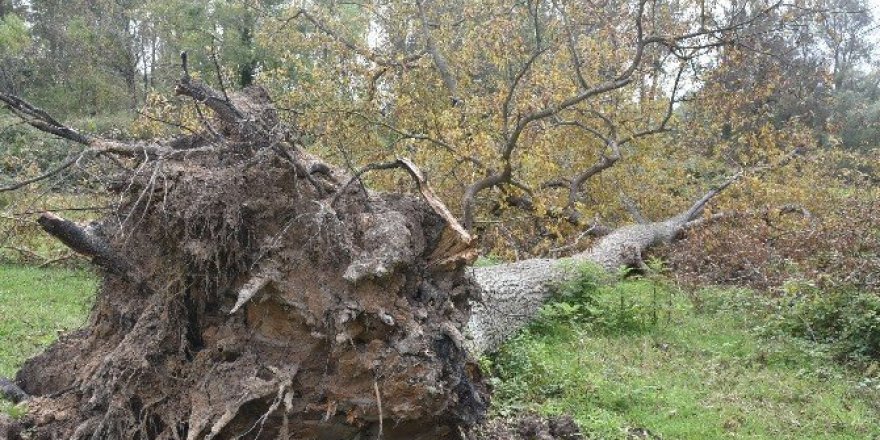 Sinop’ta ağaçlar devrildi