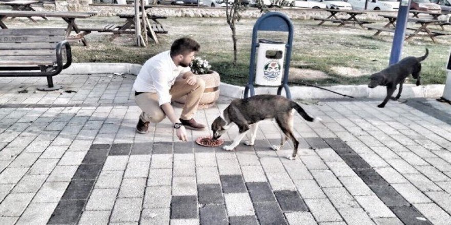 Üniversite öğrencileri sokak hayvanlarını besledi