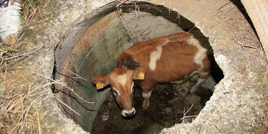 Kuyuya düşen danayı itfaiye kurtardı