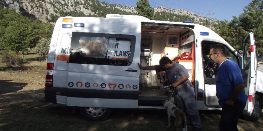 Akseki’de ölüme terk edilen köpeklere Büyükşehir sahip çıktı