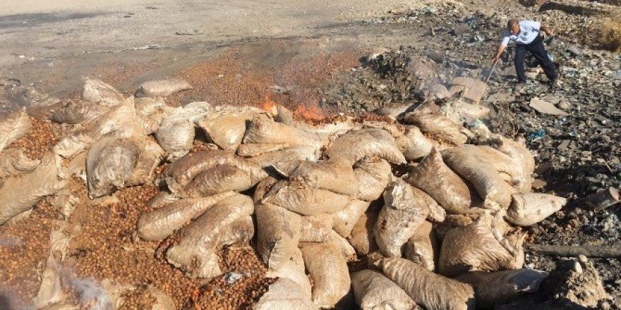 Silopi’de 43 bin 530 kilogram ceviz imha edildi