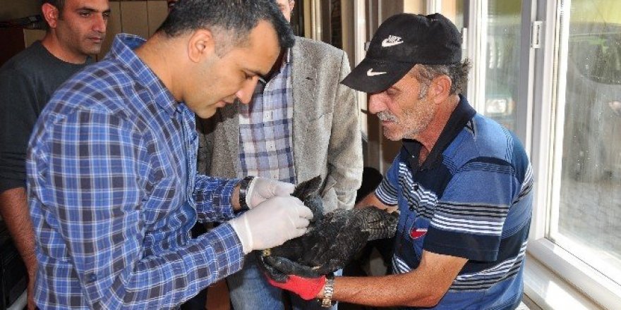 Yaralı şahin kurtarılamadı