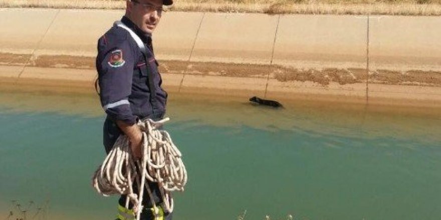 Kanala düşen köpek itfaiye ekiplerince kurtarıldı