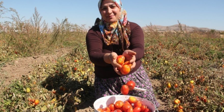 Türkiye'de bir ilk! Çiftçi kadınlar yaptı